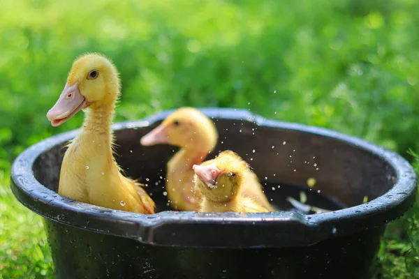Lindo Patito Amarillo Ama Casa Hermosos Animales Patos Nadando Pollitos — Foto de Stock