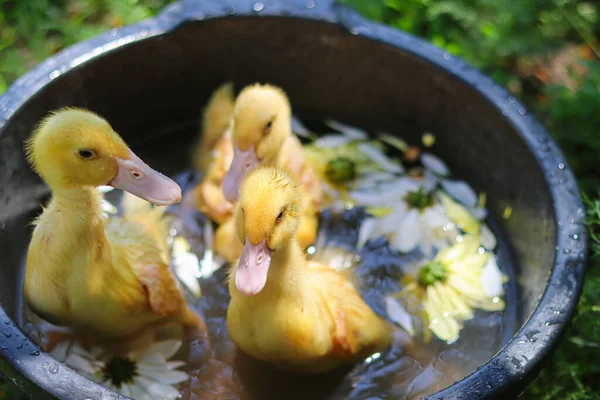 Aranyos Sárga Kiskacsák Háztartás Gyönyörű Kis Állatok Kacsák Úszás Sárga — Stock Fotó