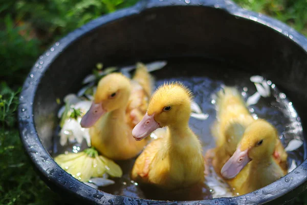 Kacsák Úszás Kis Csirkék Madarak Úszás Háztartás Háztartás Háztartás Madárgazdaság — Stock Fotó