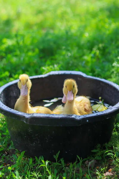 Ducks Swim Little Chickens Birds Swim Household Agriculture Home Farm — 스톡 사진