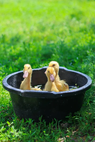 Enten Schwimmen Kleine Hühner Vögel Schwimmen Household Agriculture Home Farm — Stockfoto