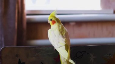 Güzel bir kuş fotoğrafı. Ornitoloji. Komik papağan. Cockatiel papağanı. Evcil sarı kuş. Güzel tüyler. Hayvanlara karşı sevgi. Şirin papağan..