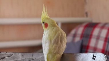 Güzel bir kuş fotoğrafı. Ornitoloji. Komik papağan. Cockatiel papağanı. Evcil sarı kuş. Güzel tüyler. Hayvanlara karşı sevgi. Şirin papağan..