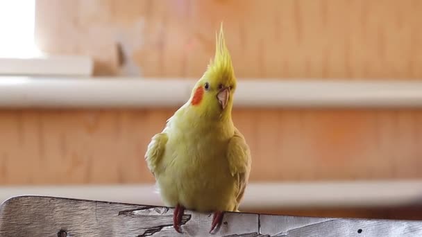 Foto Bonita Bird Ornithology Funny Papagaio Parrot Cockatiel Animal Estimação — Vídeo de Stock