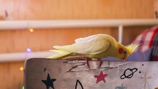鳥の美しい写真 OrnithologyおかしいParrot Cockatiel Parrot Homeペット黄色の鳥美しい羽動物のための愛 かわいいCockatiel HomeペットParrot A鳥でクレスト — ストック動画