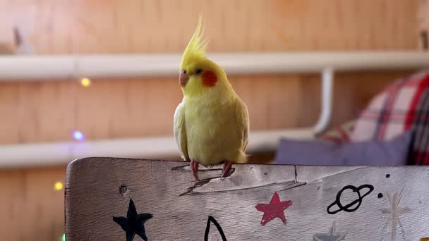 Όμορφη Φωτογραφία Ενός Πουλιού Ορνιθολογία Αστεία Parrot Cockatiel Parrot Home — Αρχείο Βίντεο