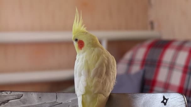 Hermosa Foto Pajario Ornitología Funny Parrot Cockatiel Parrot Home Mascota — Vídeos de Stock