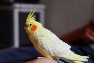 Güzel bir kuş fotoğrafı. Ornitoloji. Komik papağan. Cockatiel papağanı. Evcil sarı kuş. Güzel tüyler. Hayvanları sevmek. Şirin papağan..