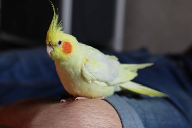 Sarı papağan papağanı. Şirin papağan. Evcil hayvan papağanı. En iyi papağan. Güzel bir kuş fotoğrafı. Komik papağan papağanı. Evcil sarı kuş..