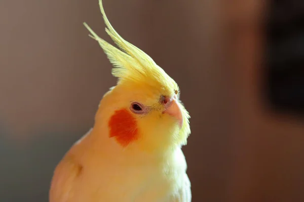 Prachtige Foto Van Een Vogel Ornithologie Grappige Parrot Cockatiel Parrot — Stockfoto