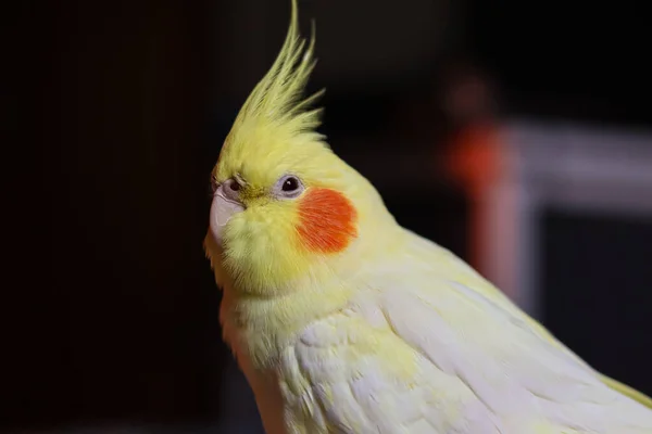 Sárga Kakadiel Papagáj Aranyos Kakad Otthon Kisállat Papagáj Legjobb Kakad — Stock Fotó
