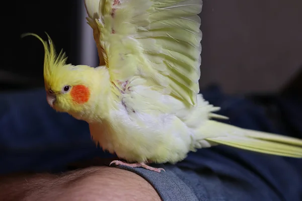 Papagaio Cachoeira Amarela Cute Cockatiel Home Animal Estimação Parrot Melhor — Fotografia de Stock