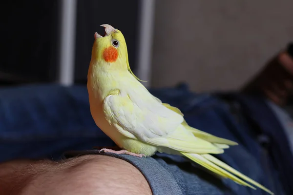 Vogel Met Een Tuft Gele Vogel Liefde Voor Dieren Ockatiel — Stockfoto