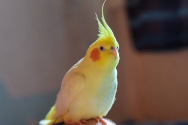 Bir kuşun güzel fotoğrafı. Ornitoloji. Komik papağan. Cockatiel papağanı. Ev hayvanı sarı kuş. Güzel tüyler. Hayvanları sevmek. Şirin papağan.