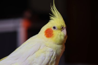 Bir kuşun güzel fotoğrafı. Ornitoloji. Komik papağan. Cockatiel papağanı. Ev hayvanı sarı kuş. Güzel tüyler. Hayvanları sevmek. Şirin papağan.