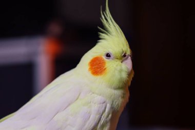 Bir kuşun güzel fotoğrafı. Ornitoloji. Komik papağan. Cockatiel papağanı. Ev hayvanı sarı kuş. Güzel tüyler. Hayvanları sevmek. Şirin papağan.