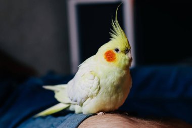 Bir kuşun güzel fotoğrafı. Ornitoloji. Komik papağan. Cockatiel papağanı. Ev hayvanı sarı kuş. Güzel tüyler. Hayvanları sevmek. Şirin papağan.