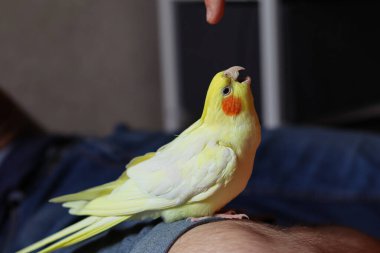 Tüylü bir kuş. Sarı kuş. Hayvanlara bayılırım. Sevimli papağan. Papağan oyun oynuyor. Kızgın kuş. Gagasını açtı. Papağan bağırıyor. Şeytani hayvan. Kuşbilimi. Komik papağan..