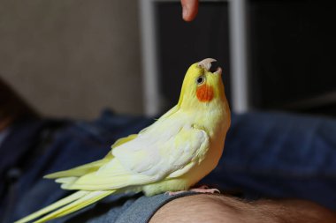 Tüylü bir kuş. Sarı kuş. Hayvanlara bayılırım. Sevimli papağan. Papağan oyun oynuyor. Kızgın kuş. Gagasını açtı. Papağan bağırıyor. Şeytani hayvan. Kuşbilimi. Komik papağan..