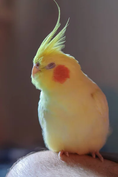 Gyönyörű Fotó Egy Madár Ornitológia Vicces Papagáj Cockatiel Papagáj Háziállat — Stock Fotó
