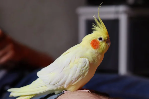 Bir Kuşun Güzel Fotoğrafı Ornitoloji Komik Papağan Cockatiel Papağanı Hayvanı — Stok fotoğraf