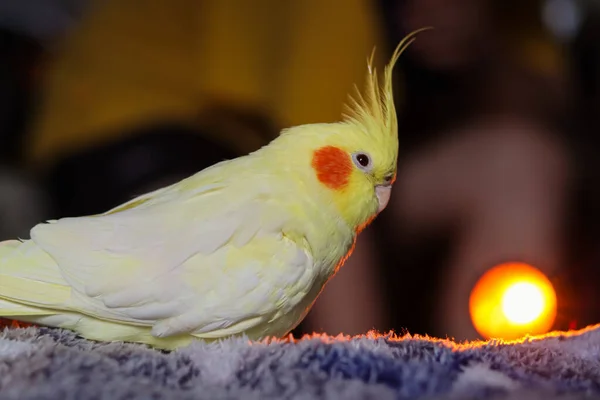 Όμορφη Φωτογραφία Ενός Πουλιού Ορνιθολογία Αστεία Parrot Cockatiel Parrot Home — Φωτογραφία Αρχείου
