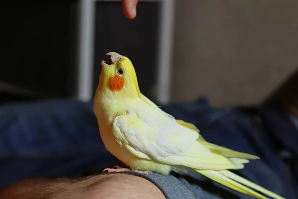 Vogel Mit Tuft Yellow Bird Love Für Animals Ockatiel Papageien — Stockfoto