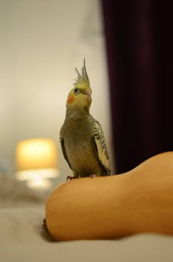 Papağan papağanı. Şirin papağan. Ev hayvanı papağan. En iyi papağan. Kuşbilim. Komik papağan. Cockatiel papağanı. Evcil sarı kuş. Güzel tüyler. Hayvanları sevmek..