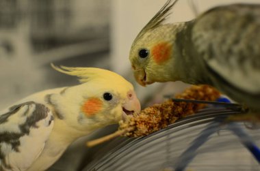 Güzel tüyler. Papağan rengi. Şirin hayvanlar tohum yer. Papağanlar için beslenen papağanlar. Şirin kuşlar ellerden yer. Korellalar evcil hayvanlardır.