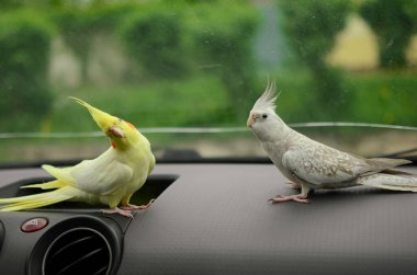 Arabadaki kuş. Papağan sürücüsü. Cockatiel bir arabanın direksiyonunda oturur. Sevimli bir kuşla seyahat eder. Cockatiel bir evcil hayvan. Şirin papağan. Evcil hayvan papağanı. Akıllı kuş. Yetiştirilme..