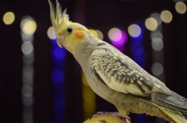 Güzel bir kuş fotoğrafı. Ornitoloji. Komik papağan. Cockatiel papağanı. Evcil sarı kuş. Güzel tüyler. Hayvanları sevmek. Şirin papağan.