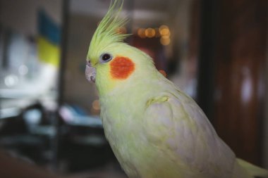 Güzel bir kuş fotoğrafı. Kuşbilim. Komik papağan. Cockatiel papağanı. Ev hayvanı sarı kuş. Güzel tüyler. Hayvanları sevmek. Şirin papağan.