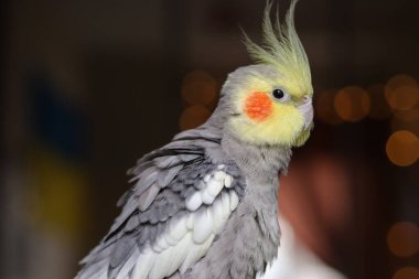 Güzel bir kuş fotoğrafı. Kuşbilim. Komik papağan. Cockatiel papağanı. Ev hayvanı sarı kuş. Güzel tüyler. Hayvanları sevmek. Şirin papağan.