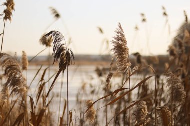 Buğday, ot ve güneşten oluşan güzel bir sonbahar manzarası. Gölün kıyısında sazlıklar. Gölde kurak bitkiler yetişir.