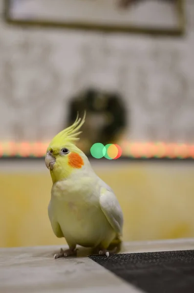 Papağan Papağanı Şirin Papağan Hayvanı Papağan Iyi Papağan Kuşbilim Komik — Stok fotoğraf