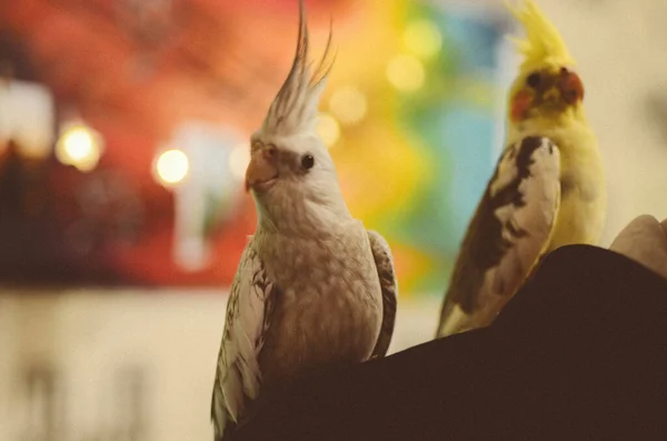 カクテルパロットかわいいカクテルホームペットパロット最高のカクテル鳥の美しい写真 面白いParrot Cockatiel Parrot Homeペット黄色の鳥美しい羽動物のための愛 かわいいParrots Cookatiel写真 アパートにオウムを保つ — ストック写真