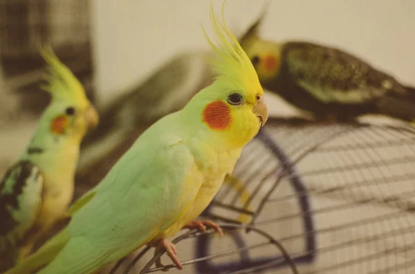 Kakadiel Papagáj Aranyos Kakad Otthon Kisállat Papagáj Legjobb Kakad Gyönyörű — Stock Fotó