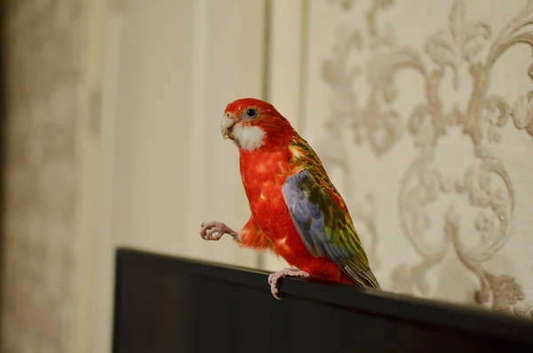 A beautiful Australian Rosella parrot lives in an apartment. Home pet parrot.Beautiful colorful parrot.pet parrot.pet care.beautiful bird.funny bird.smart bird.red parrot.