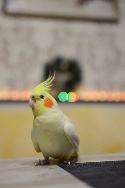 Фотография Птицы Орнитология Смешной Попугай Кокатиель Попугай Домашний Питомец Желтая — стоковое фото