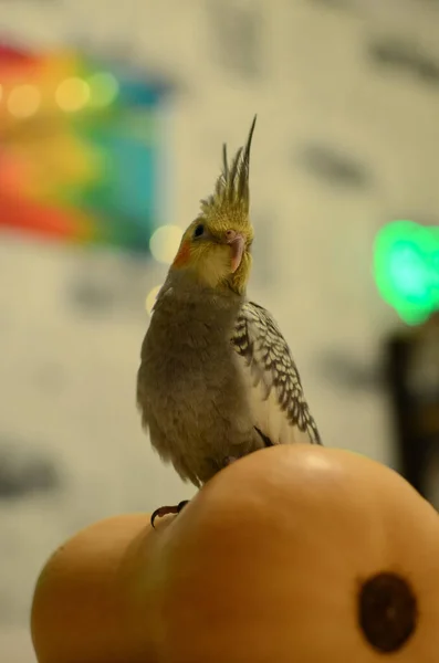 Gyönyörű Fotó Egy Madár Ornitológia Vicces Papagáj Cockatiel Papagáj Háziállat — Stock Fotó
