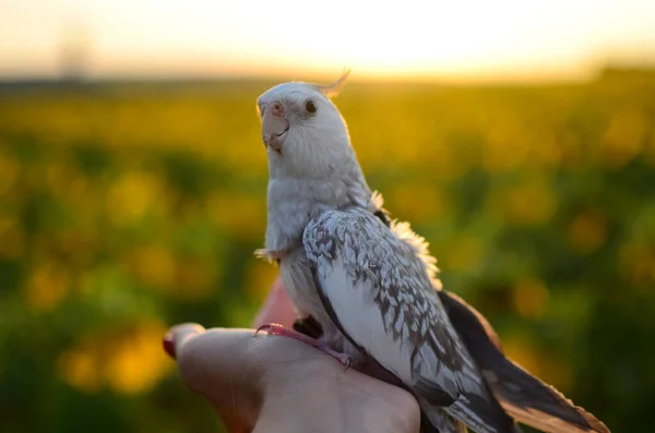 Corella Parrot Harness Gray Cockatiel Папуга Знаходиться Hand Photo Beautiful — стокове фото