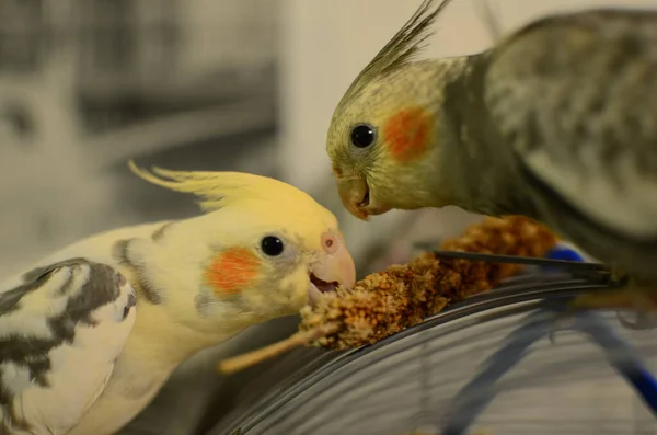 Schöne Federn Papageienfarb Nettes Tier Vögel Essen Samen Papageienfütterung Nahrung — Stockfoto