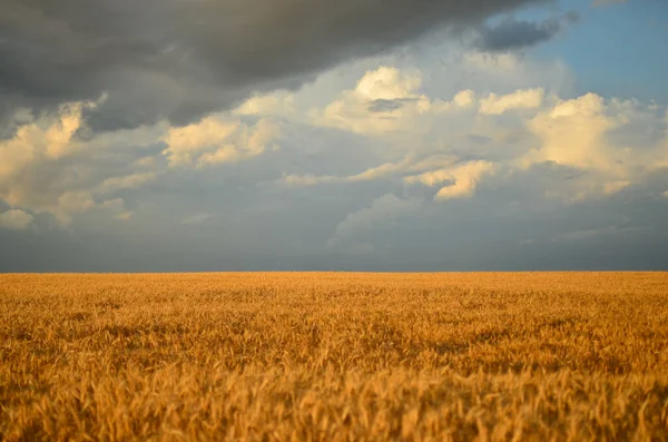 summer landscape, green wheat field with blue sky.Ukrainian landscape. Field in Ukraine.Wheat field in Ukraine.Incredibly beautiful sky. Agribusiness, agriculture and farming.Thunder Sky. Dark clouds in the sky.Contrasting landscape.Ukrainian flag