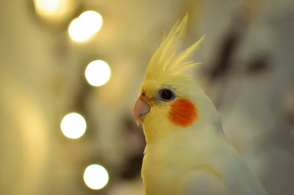 かわいいカクテル ホームペットのオウム 最高のカクテル鳥の美しい写真 Ornithology面白いオウム Cockatiel Parrot Homeペットの黄色の鳥 美しい羽 動物のための愛 クレストと鳥 — ストック写真
