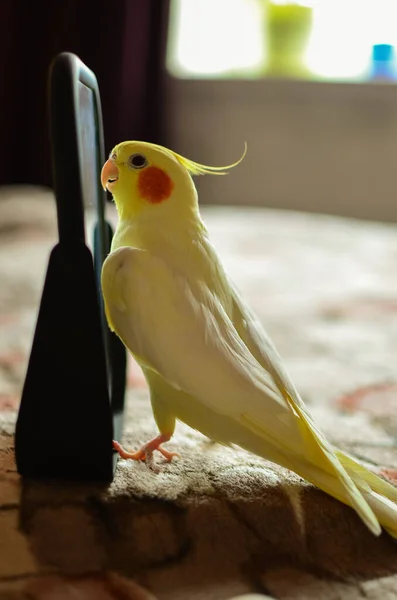 Милий Коктейль Домашній Улюблений Папуга Кращий Коктейль Красива Фотографія Птаха — стокове фото