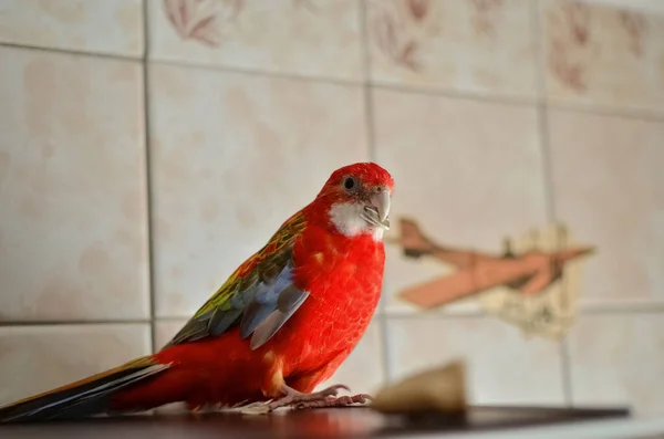 Mladý Krásný Pták Sedí Dřevěném Plotě Dívá Kamery Stojí Podlaze — Stock fotografie