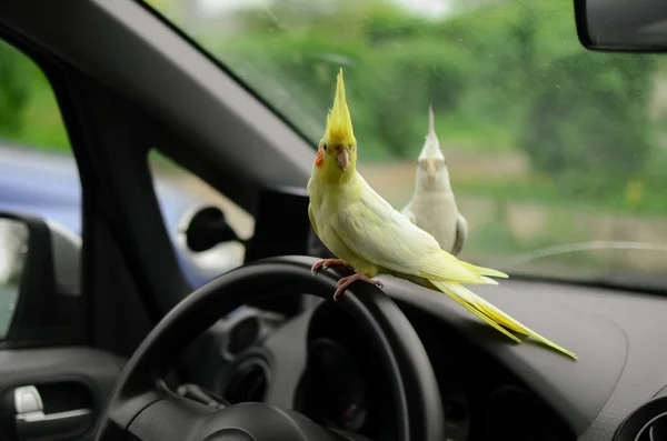 Птах Машині Папуга Водій Папуга Коктейль Сидить Кермо Автомобіля Подорож — стокове фото