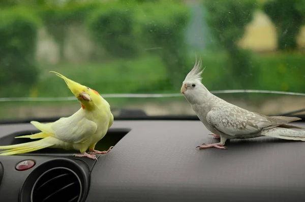 Arabadaki kuş. Papağan sürücüsü. Cockatiel bir arabanın direksiyonunda oturur. Sevimli bir kuşla seyahat eder. Cockatiel bir evcil hayvan. Şirin papağan. Evcil hayvan papağanı. Akıllı kuş. Yetiştirilme..