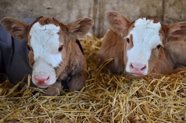 domestic cows on pasture.farm animal,animals,agriculture,livestock, dairy,farming.Lovely little cows.Two calves on the straw. Cows in straw.Agriculture and animal husbandry.Cute animals.A cute cow is looking at the camera.Agriculture and husbandry