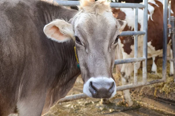 a cow on a farm.A cute cow is looking at the camera.Agriculture and animal husbandry, farming.Nice photo of a cow.Dairy cow.Swiss cow breed.Jersey breed.cute cow.funny cow.swiss farm.